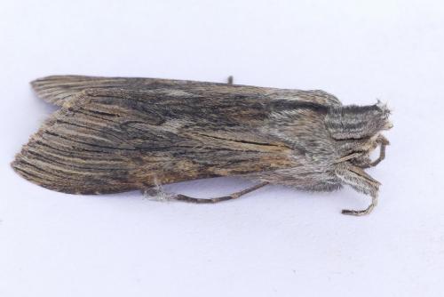 Cucullia chamomillae